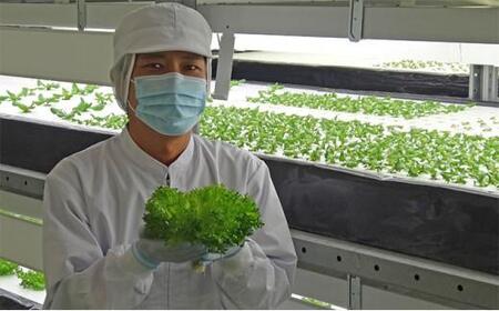 Leaf Mie(完全人工光型植物工場レタス)