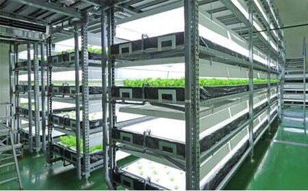 Leaf Mie(完全人工光型植物工場レタス)