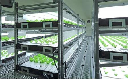 Leaf Mie(完全人工光型植物工場レタス)約80g×25個 3ヶ月連続お届け