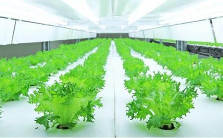 Leaf Mie(完全人工光型植物工場レタス)約80g×25個 3ヶ月連続お届け