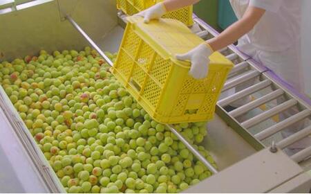 チョーヤ ウメッシュ 本格梅酒ソーダ缶 250ml×24本