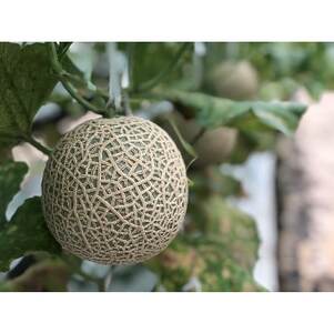 木曽岬産メロン「ラブコール」3~4玉セット 令和8年7月5日より発送【1259101】