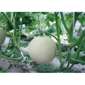 木曽岬産マスクメロン 2玉(1玉1.5kg以上) 令和8年7月9日から発送【1259091】