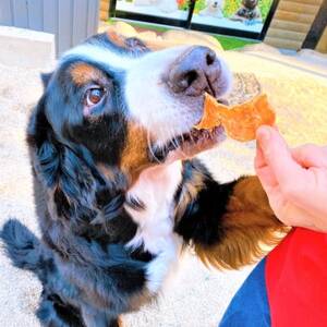 国産 おかげ犬 真菰の里犬ささみジャーキー60g3品セット【1272515】