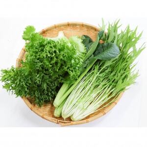 カリウムが気になる方へ!生で食べられます!低カリウム野菜「Dr,ULHA」おすすめ10袋セット【配送不可地域：離島】【1314826】