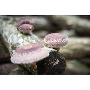 こだわりの露地栽培 原木干ししいたけ(小)3パックセット【1218030】