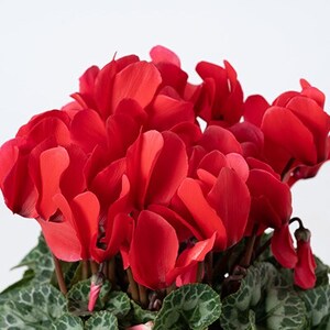 過去に農林水産大臣賞等複数受賞…シクラメン　赤色+白色+ピンク系色　5号鉢×3鉢セット　底面給水鉢【配送不可地域：離島・北海道・沖縄県】【1221876】