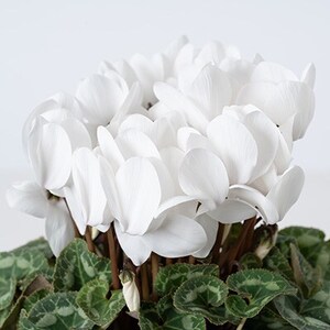 過去に農林水産大臣賞等複数受賞…シクラメン　赤色+白色+ピンク系色　5号鉢×3鉢セット　底面給水鉢【配送不可地域：離島・北海道・沖縄県】【1221876】