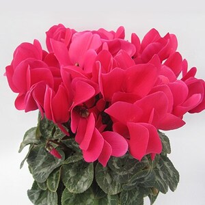 過去に農林水産大臣賞等複数受賞…シクラメン　赤色+白色+ピンク系色　5号鉢×3鉢セット　底面給水鉢【配送不可地域：離島・北海道・沖縄県】【1221876】