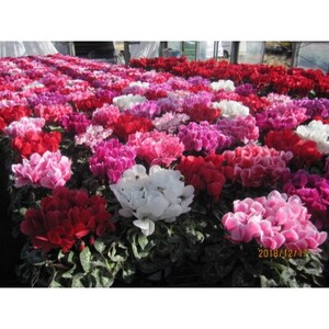 過去に農林水産大臣賞等複数受賞…シクラメン インディアカF1中輪(色違おまかせ)5号×3鉢 底面給水【配送不可地域:離島・北海道・沖縄県】【1272374】