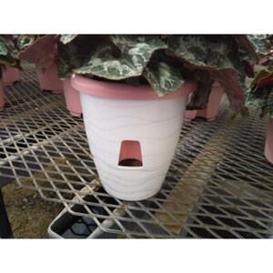 過去に農林水産大臣賞等複数受賞…シクラメン インディアカF1中輪(色違おまかせ)5号×3鉢 底面給水【配送不可地域:離島・北海道・沖縄県】【1272374】