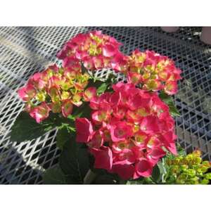 あじさい詰め合わせ4号鉢×11鉢入(5～6品種)【配送不可地域：離島・北海道・沖縄県】【1217223】