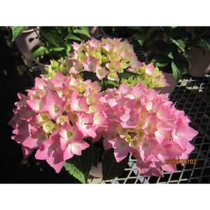 あじさい詰め合わせ4号鉢×11鉢入(5～6品種)【配送不可地域：離島・北海道・沖縄県】【1217223】