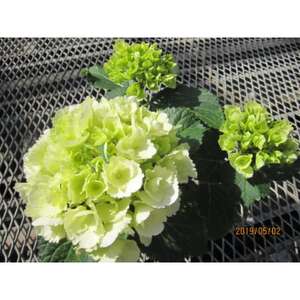 あじさい詰め合わせ4号鉢×11鉢入(5～6品種)【配送不可地域：離島・北海道・沖縄県】【1217223】