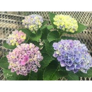 あじさい　ハイドランジア(マジカルレボリューション)6号鉢(直径18cm)× 1鉢【配送不可地域：離島・北海道・沖縄県】【1487877】