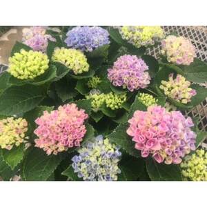 あじさい　ハイドランジア(マジカルレボリューション)6号鉢(直径18cm)× 1鉢【配送不可地域：離島・北海道・沖縄県】【1487877】