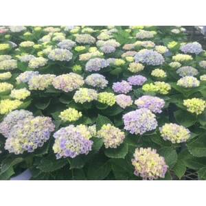 あじさい　ハイドランジア(マジカルレボリューション)6号鉢(直径18cm)× 1鉢【配送不可地域：離島・北海道・沖縄県】【1487877】