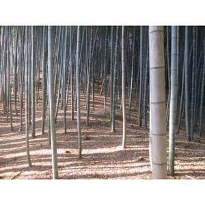 朝日町の里山から届く 朝掘りたけのこ 4kg【配送不可地域:離島】【1694766】