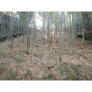 朝日町の里山から届く 朝掘りたけのこ 4kg【配送不可地域:離島】【1694766】