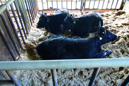 MC-02-1 特産松阪牛しぐれ煮