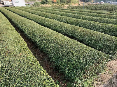 高校生が挑戦「茶畑再生プロジェクト」国産茶の実100%オイル　まごころTEAオイル　ON-05