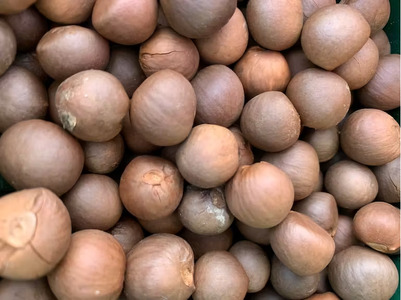 高校生が挑戦「茶畑再生プロジェクト」国産茶の実100%オイル　まごころTEAオイル　ON-05