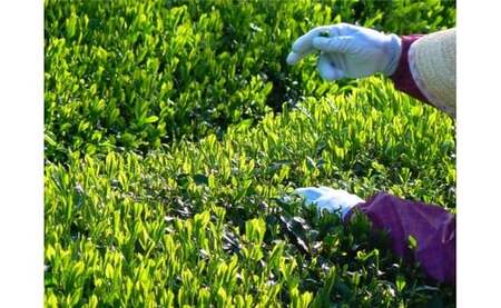 KH-12 ホッとひと息　伊勢茶ティーバッグ　ほうじ茶2g×100個セット