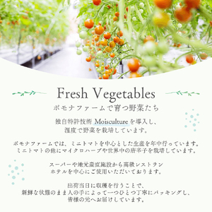 旬のトマトのてんこ盛りセット トマト とまと 完熟トマト ミニトマト 大玉トマト ファーストトマト セット 詰め合わせ リコピン 薄皮 野菜 ベジタブル 果物 完熟 美味しい 新鮮 やさい フルーツ サラダ 三重県 多気町 PF-011