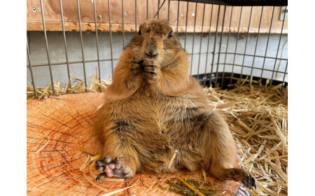 DP-02　どうぶつパーク親子入園券（特典付き）