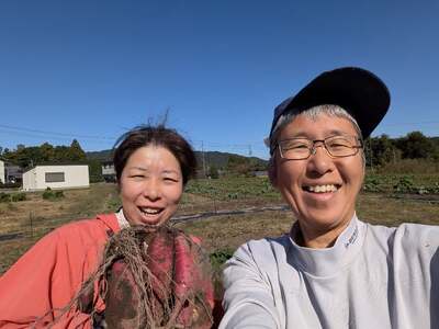 【訳あり】栽培期間中 無農薬 さつまいも （紅はるか）