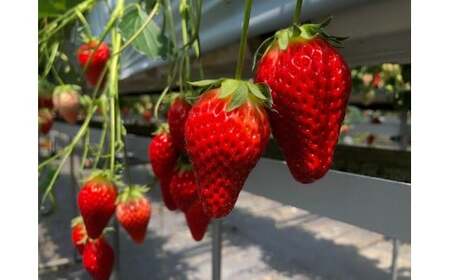 多気町産いちご 訳あり 章姫 １kg（250ｇ×4） 苺 不揃い 三重県 多気町 HGY-01