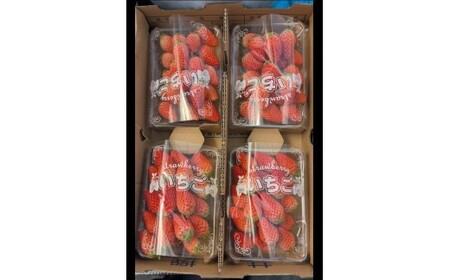 多気町産いちご 訳あり 章姫 １kg（250ｇ×4） 苺 不揃い 三重県 多気町 HGY-01