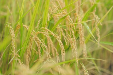 令和7年産 天日乾燥・無農薬自然栽培 にこまる 5㎏ 精米 白米