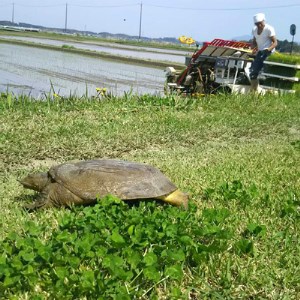 【４月発送】特別栽培米 ミルキークイーン 10㎏ | 安心 精米 もちもちした食感 こだわりの農法　TC‐0404