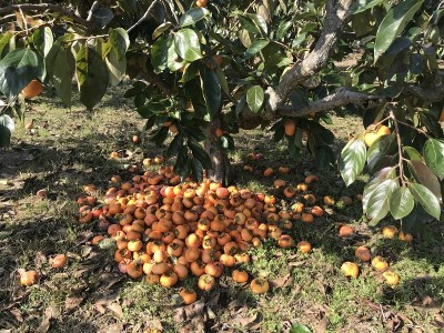 高校生がクリスマス前にお届けするキズ柿を贅沢に使用したシュトーレン シュトーレン 柿 訳あり わけあり ワケアリ ケーキ お菓子 スイーツ クリスマス 三重県 多気町 OS‐01