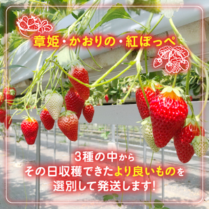 多気町産いちご 約170g×4p イチゴ 苺 章姫 かおり野 紅ほっぺ CN-01