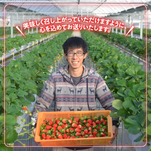 多気町産いちご 約170g×4p イチゴ 苺 章姫 かおり野 紅ほっぺ CN-01