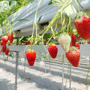 多気町産いちご 約170g×4p イチゴ 苺 章姫 かおり野 紅ほっぺ CN-01
