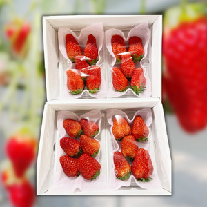 多気町産いちご 約170g×4p イチゴ 苺 章姫 かおり野 紅ほっぺ CN-01