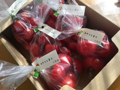 TY-01 新規就農者応援!おやつとまと