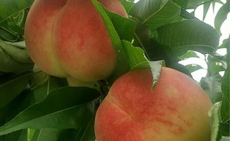 7-014-016　山口さんちの桃あかつき 10玉前後（3.5kg前後）