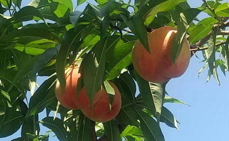 7-014-016　山口さんちの桃あかつき 10玉前後（3.5kg前後）