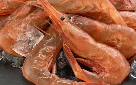 7-007-001 甘えび 500g(40尾前後)