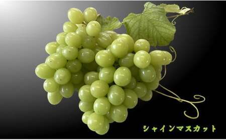7-014-026　サトケンさんのシャインマスカット2kg（2～3房）