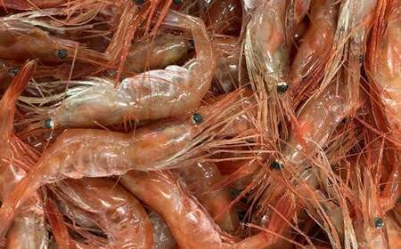 7-010-033 冷凍甘えび 500g(約40尾)