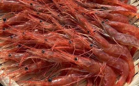 7-010-033 冷凍甘えび 500g(約40尾)