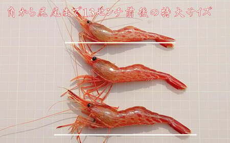 7-020-023 冷凍甘えび・しまえびセット 各500g