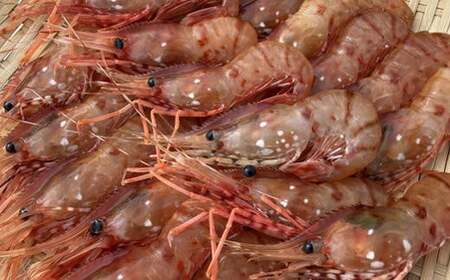 7-024-014　冷凍ボタンエビ・しまえびセット 各500g