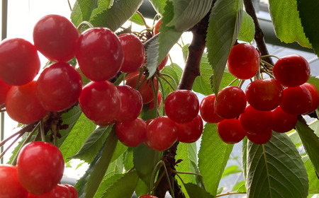 8-009-003　完熟さくらんぼ 佐藤錦（L）500g　マルゼン佐藤果樹園