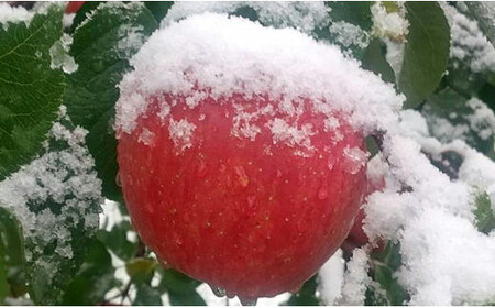 8-013-018　山口さんちのりんご（サンふじ） 5kg【1月発送】